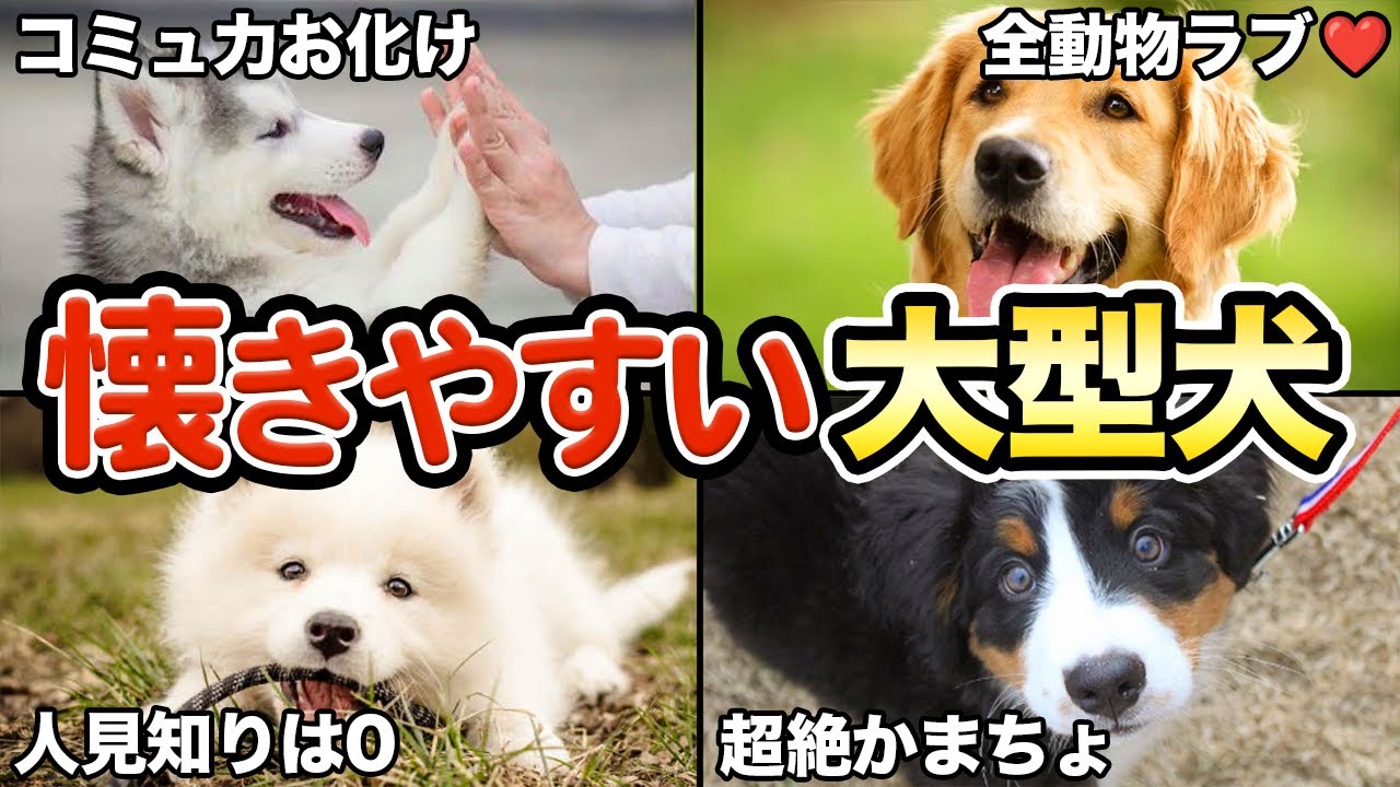 【誰とでも仲良し】人に懐きやすい大型犬5選！