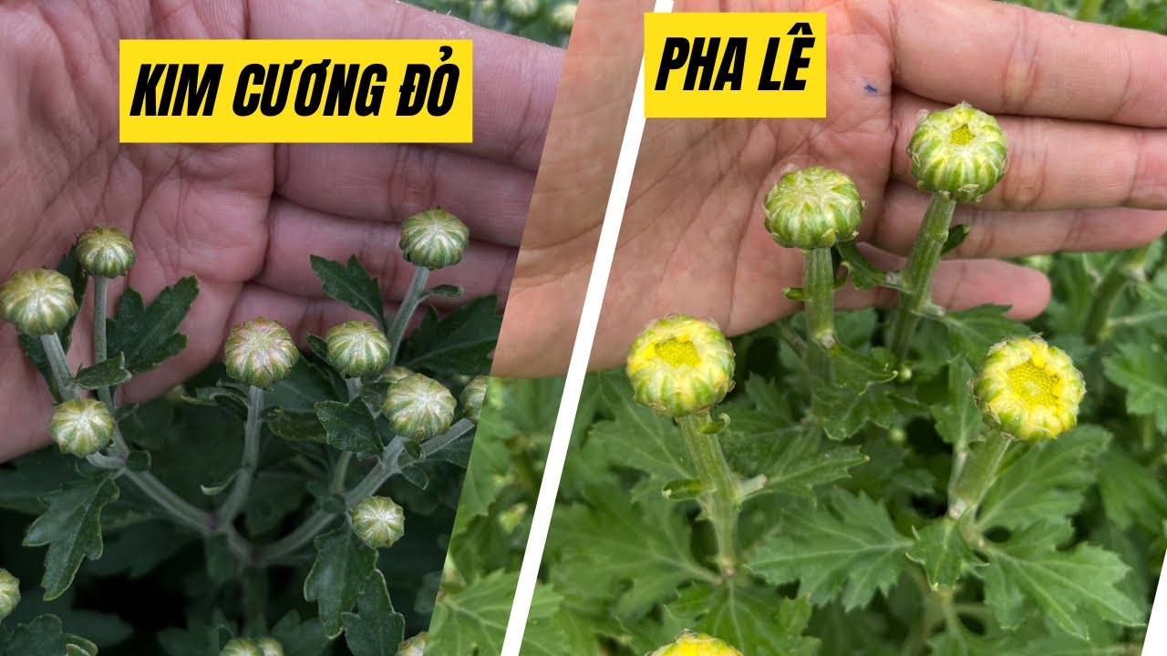 TẬP 8 - HƯỚNG DẪN TRỒNG HOA CÚC KIM CƯƠNG ĐỎ, PHA LÊ TẾT 2026 | NỤ HOA 10/12 ÂL NỞ ĐÚNG TẾT