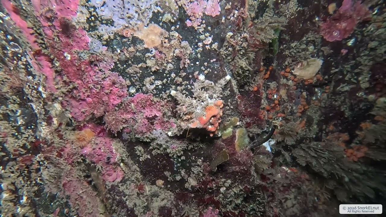 Heart Crab | Vancouver Island | Underwater 4K | Snorkelling | 24 01 2026