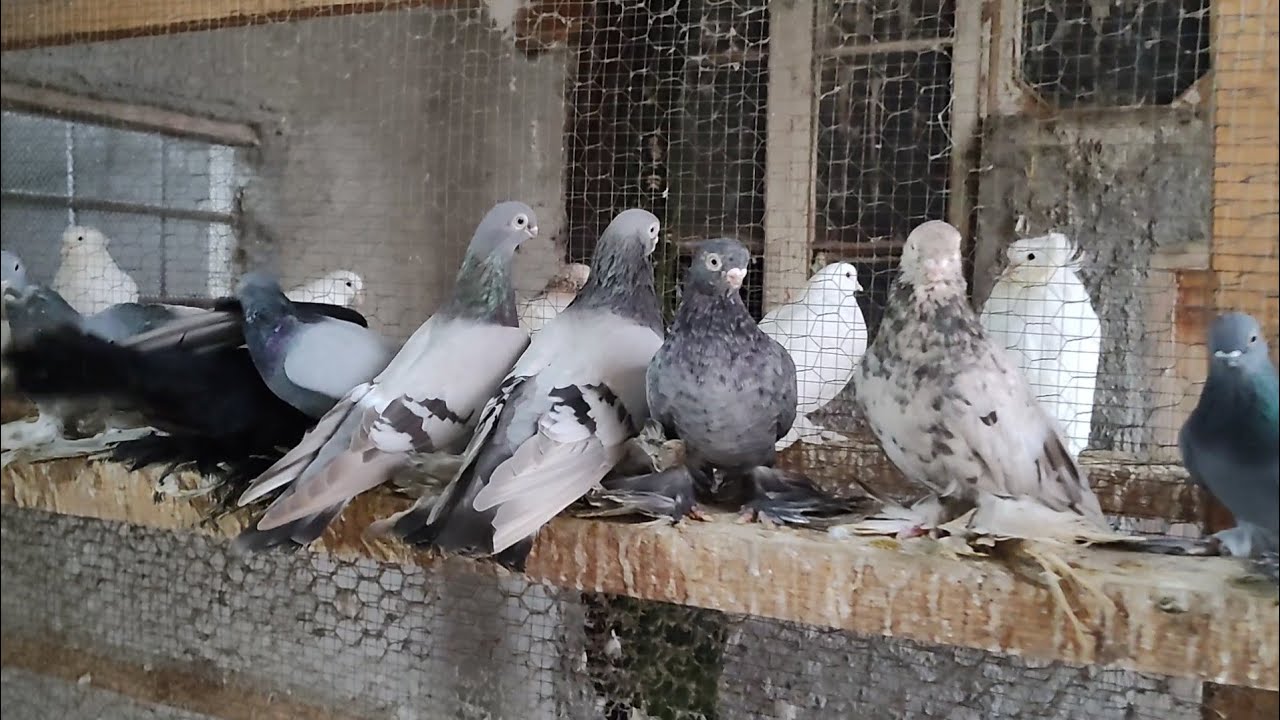 Бойние голуби. Армавирский голуби в гостях у Тамаза. Сартичала. Грузия 02.12.22