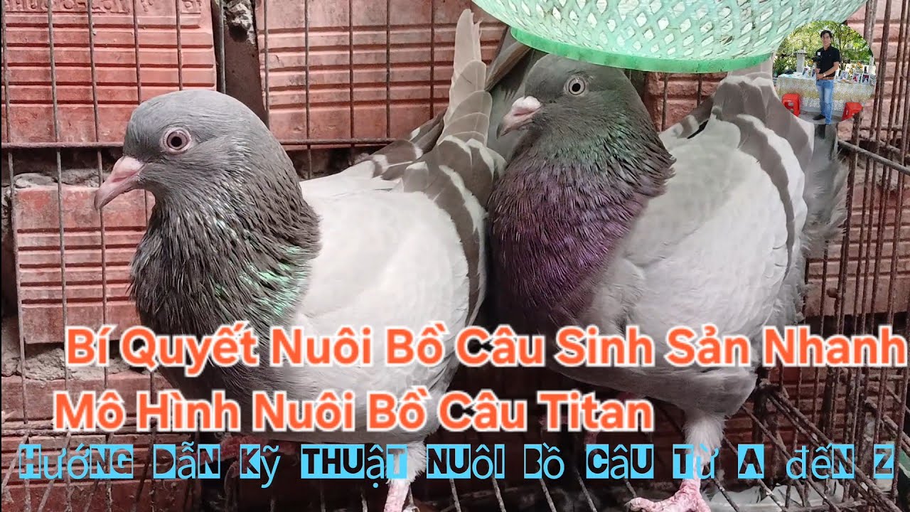 Mô Hình Nuôi Bồ Câu Titan Thái Sinh Sản Hiệu Quả | Hướng Dẫn Chi Tiết Cho Người Mới