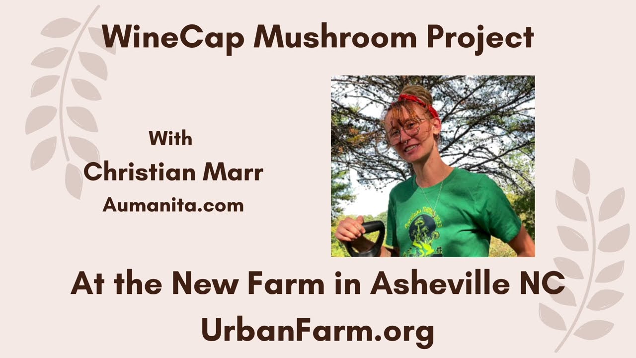 Wine Cap Mushroom Inoculation with the Urban Farm