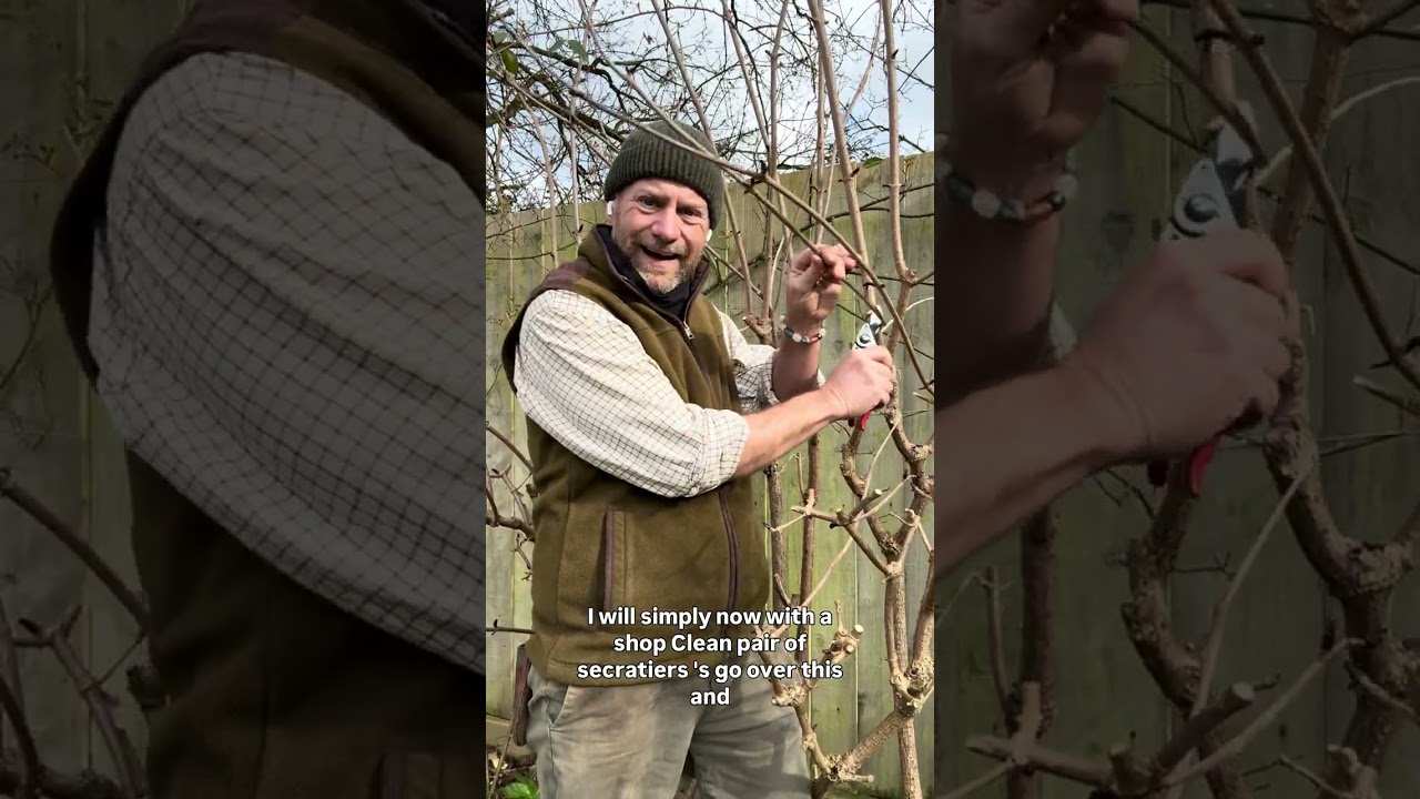 Pruning Sambucus (cut leaf, elder)/ Buddleja (butterfly bush )in Feb/march  #gardenerben 