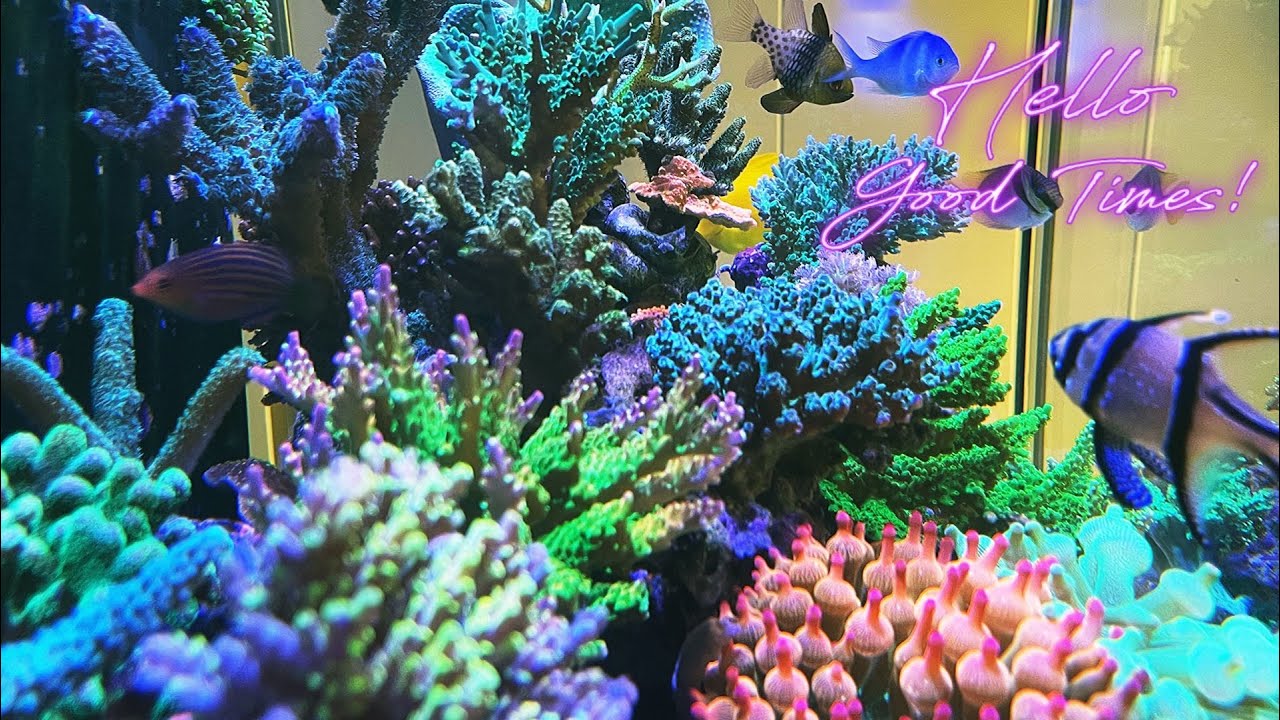 A minimalist approach to reef keeping that you can replicate | Water chemistry
