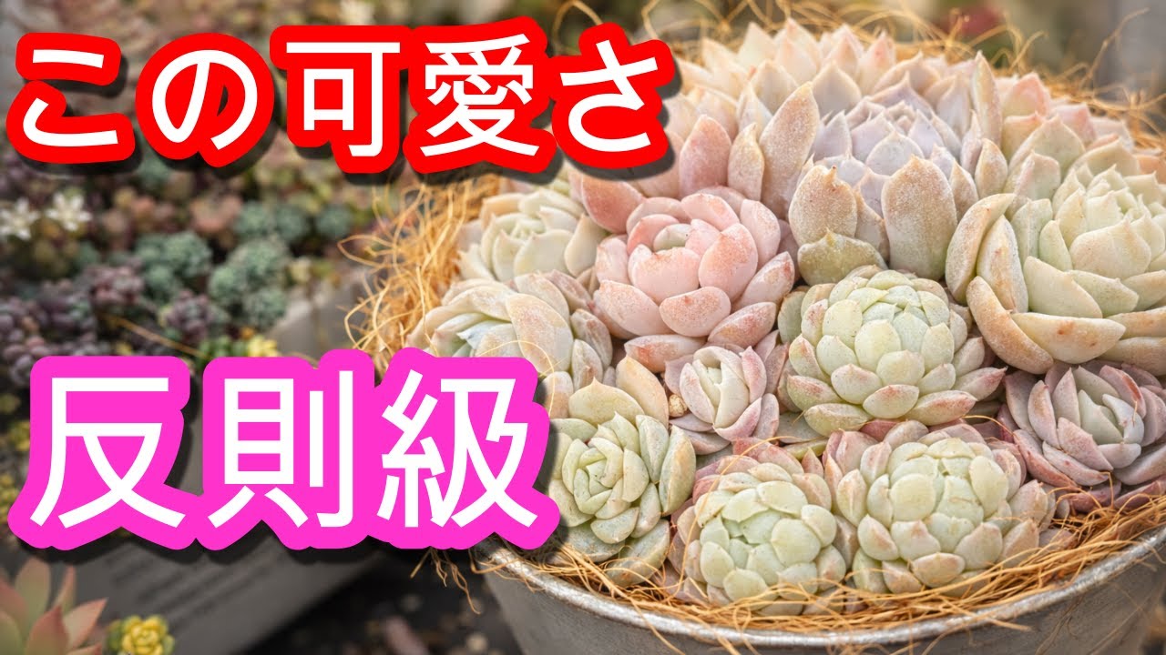 【多肉植物】【寄せ植え】可愛すぎ注意！パステル多肉のふんわり寄せ植え。新春寄せ植え企画④