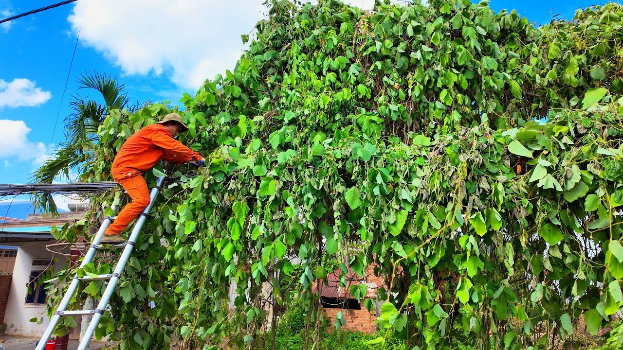 He Climbed Into a Wall of Vines—What We Found Behind Was Shocking