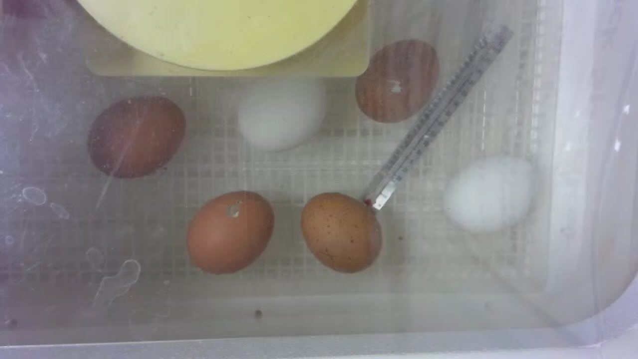 First egg caught hatching.