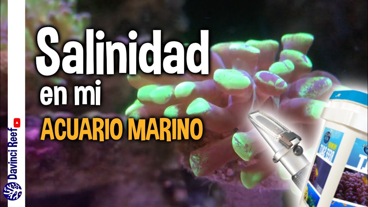 Que es la salinidad de un acuario marino - Como se mide, marcas, consejos y más.