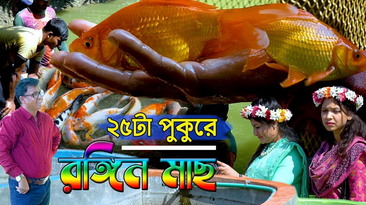 ধান সিদ্ধ করার হাউজে রঙিন মাছ চাষ। ২৫ টি পুকুরে বিস্তার সফল  উদ্যোক্তার টার্গেট বিদেশে মাছ রপ্তানি