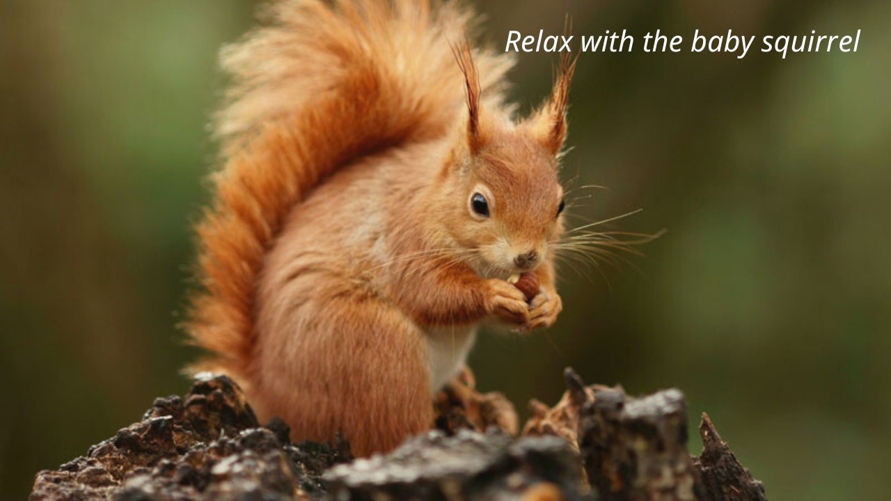 Peaceful Squirrel Moments - relaxing piano