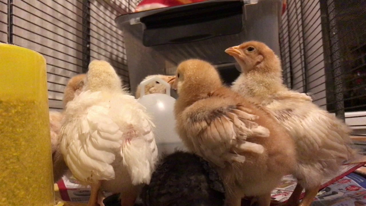 Die Hühnerküken sind jetzt 3 Wochen alt