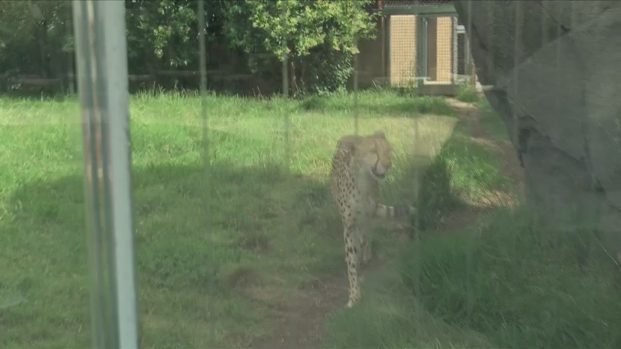 Chaffee Zoo: Cheetah Exhibit