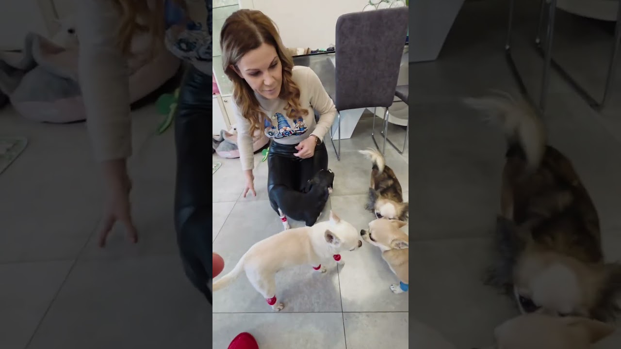 TESTUJEMY GETRY NA ZIMĘ DLA CHIHUAHUA 