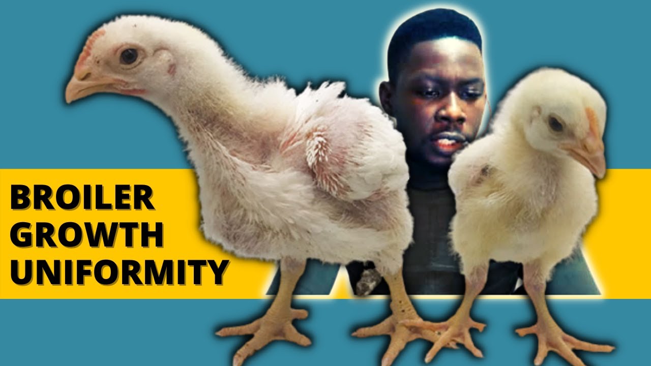 Broiler Growth Uniformity | How to Achieve Uniform Growth in Broilers