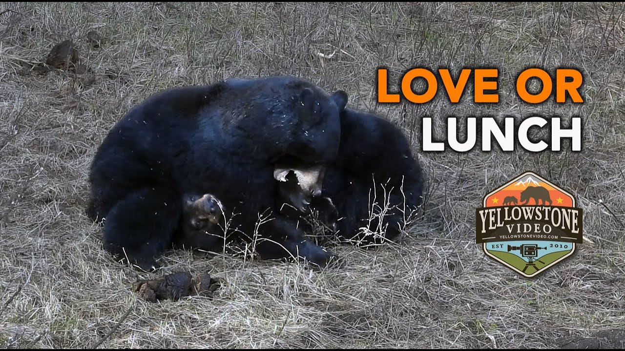 Is it Love or Lunch - a black bear pair courting a bit rough and early in the season.  Yellowstone
