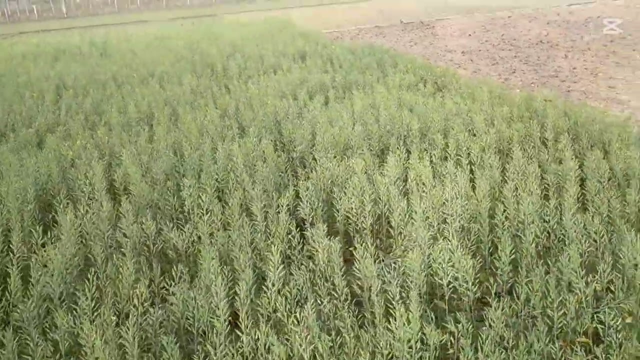 এবার সরিষায় বাম্পার ফলন । 