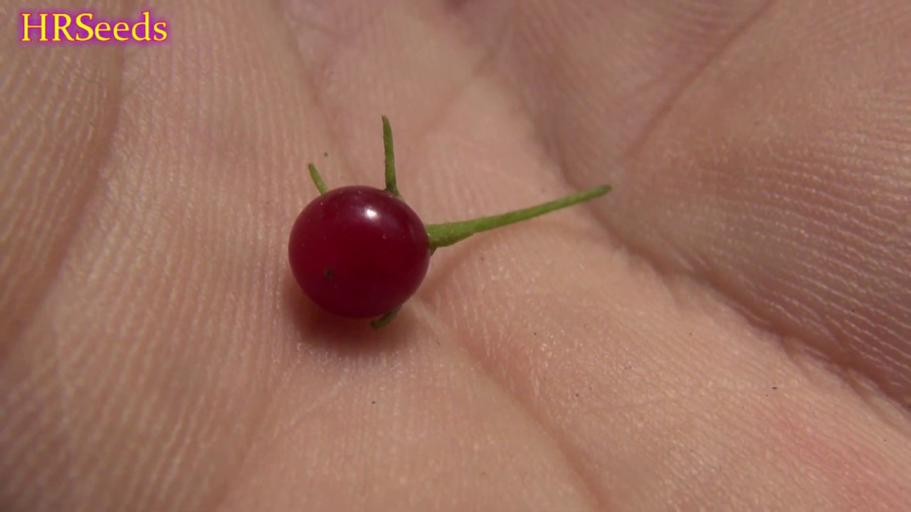 ⟹ Capsicum rhomboideum Pepper | Capsicum ciliatum | Pod Review