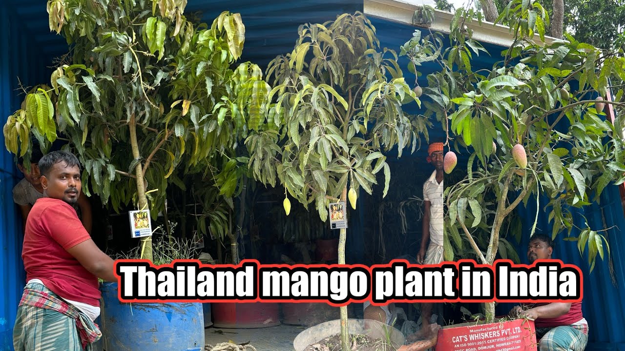 Thailand best variety mango in India
