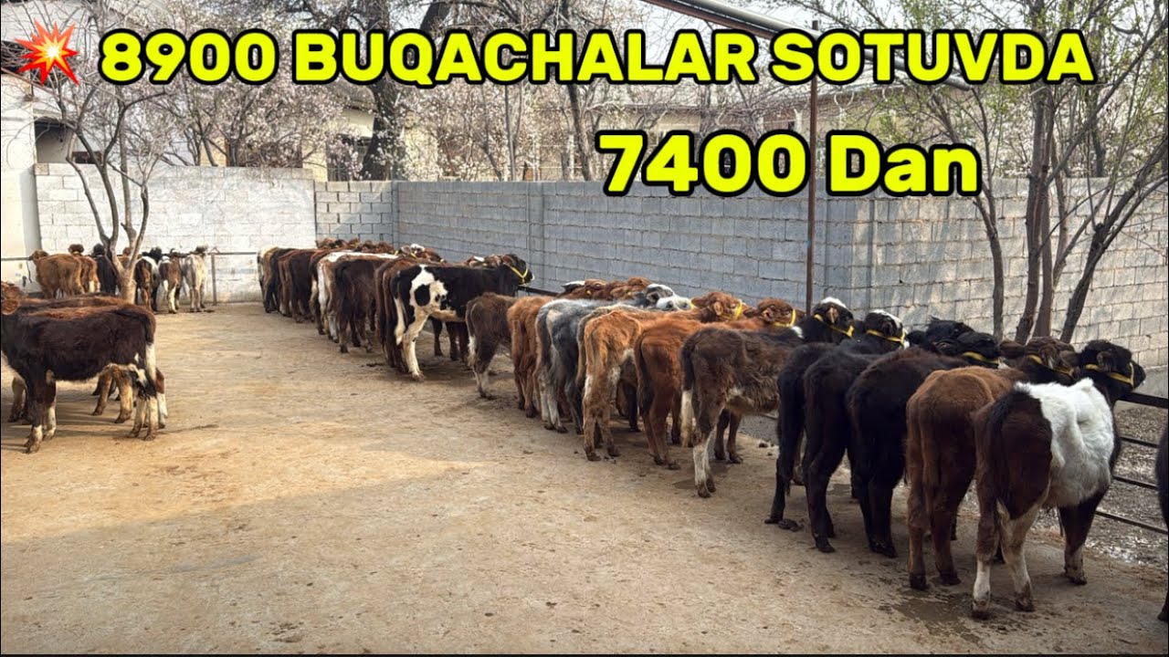 💥OPTIM ULGURJI JOYIDAN 💥 SARDOR AKA OPTIMCHIDAN