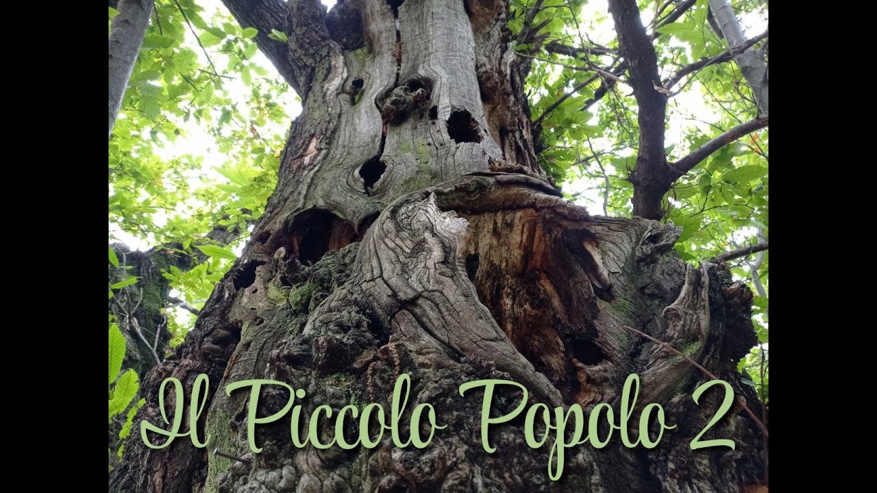Immagini e voci del Piccolo Popolo