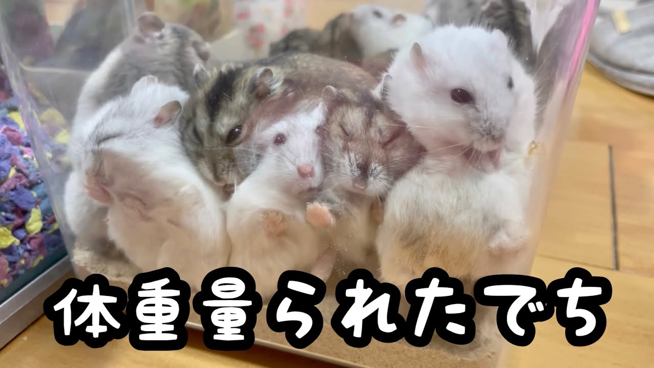 メス部屋のハムスターたちの冬の体重測定を実施しました【ジャンガリアン】