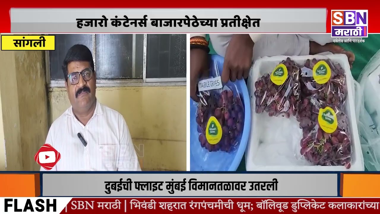 SANGLI | आखाती देशातील युद्धामुळे द्राक्षनिर्यातीला फटका, हजारो कंटेनर्स बाजारपेठेच्या प्रतीक्षेत