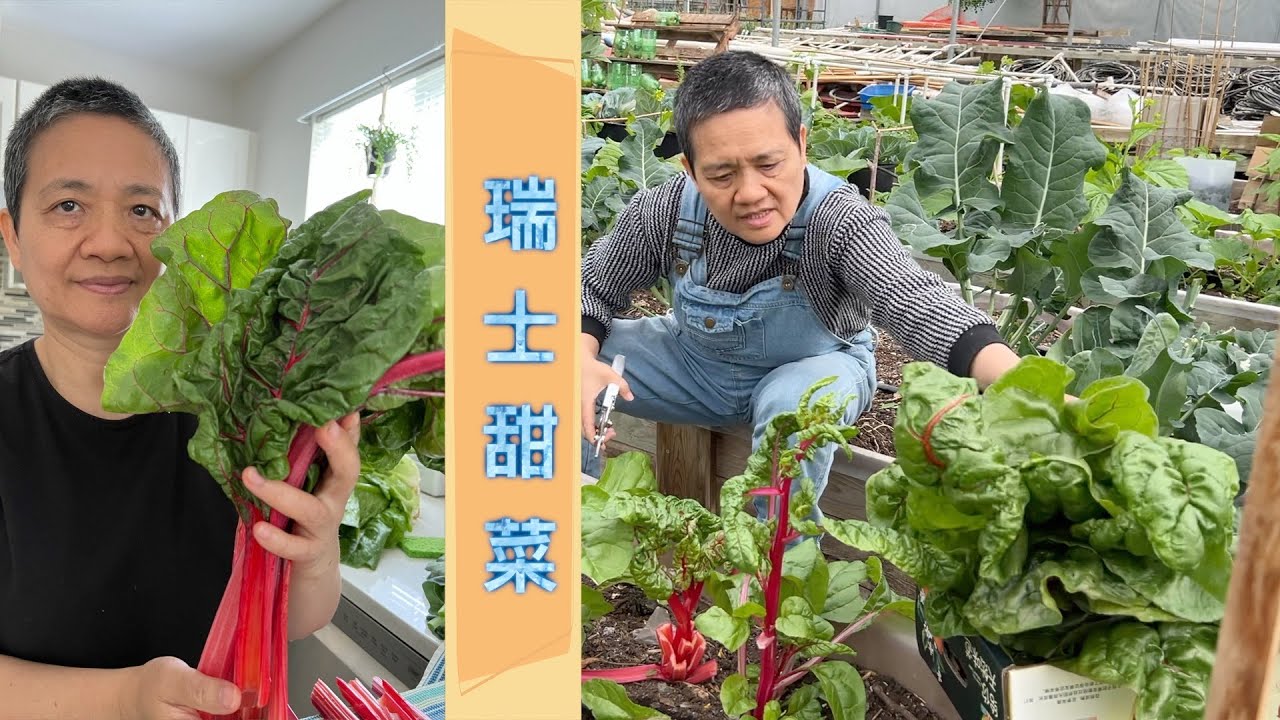 跟阿婆摘菜去 又是小丰收 瑞士甜菜怎么吃 最简单美味做法 下次去西人超市看到赶紧买【Garden Time 田园生活分享】