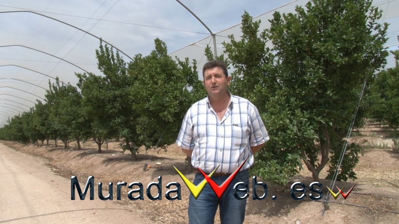 Mandarina Afourer