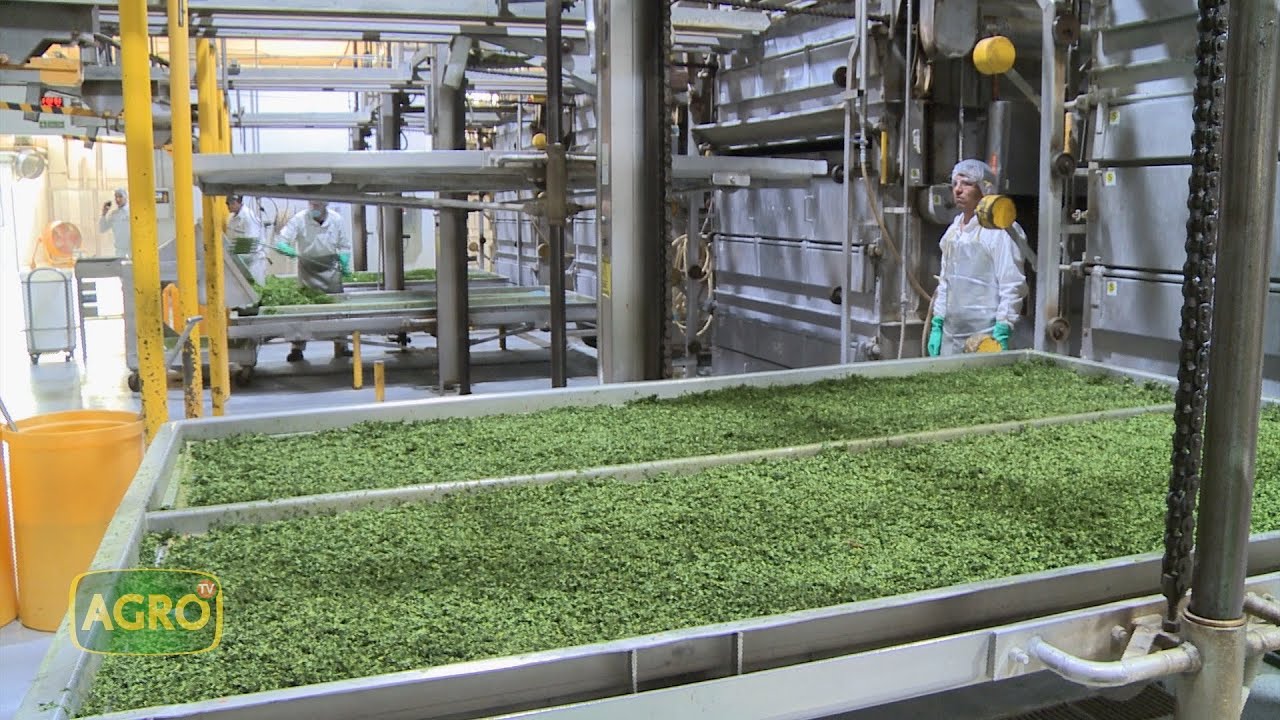 Cómo funciona la planta de vegetales deshidratados más grande de Argentina (