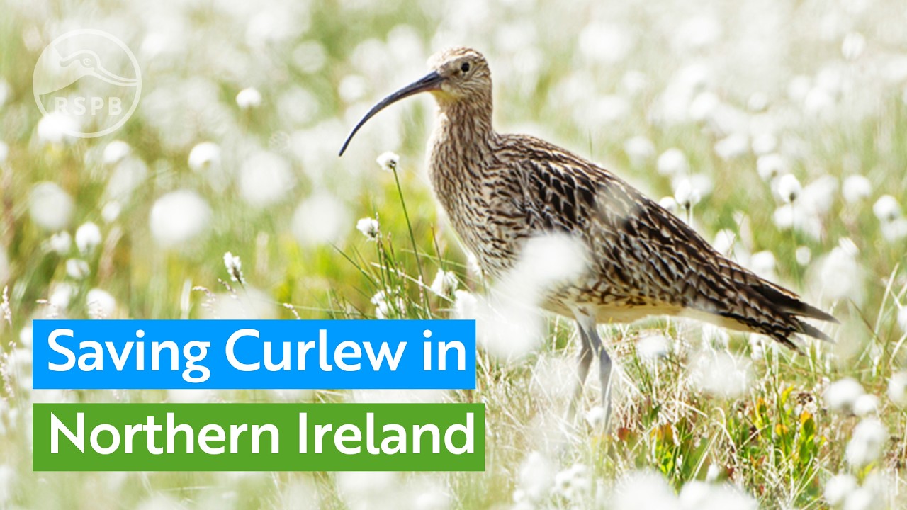 Bringing threatened Curlew back from the brink in Northern Ireland | RSPB