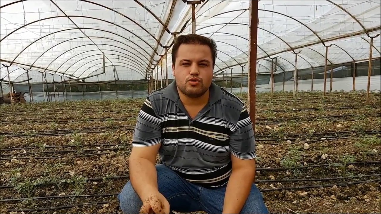 Daldırma uygulaması olarak Radimax (Growturk Kumluca)