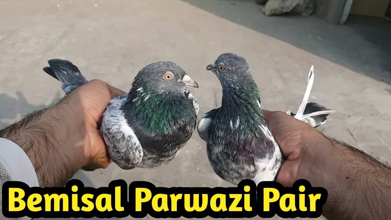 Sham Tak Parwaz Karnay Wala Pair Kasy Lgay | 90000 Subscriber Special Pair || Hashim Mahmood Pigeons