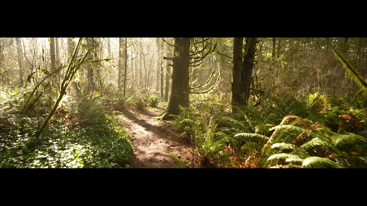 Orangegate Park, anamorphic widescreen, 4K 24fps, ASMR