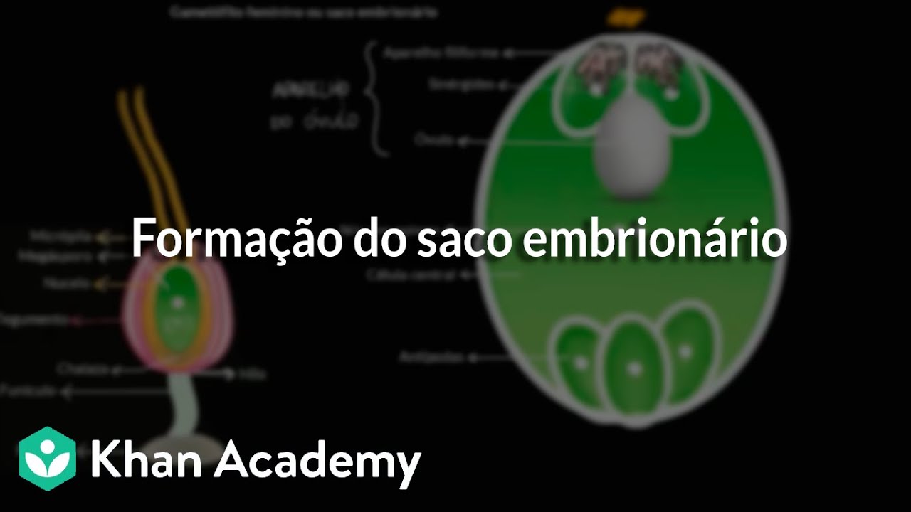 Formação do saco embrionário