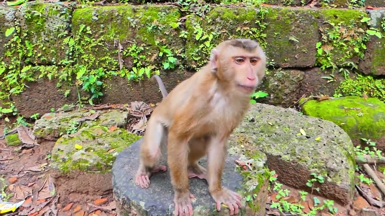 OH NO! It's a pity​ the newly abandoned monkey has this condition, and he is so angry with himself😱🙊