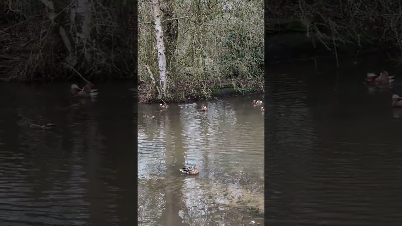 Mandarin (Aix galericulata) courtship display 