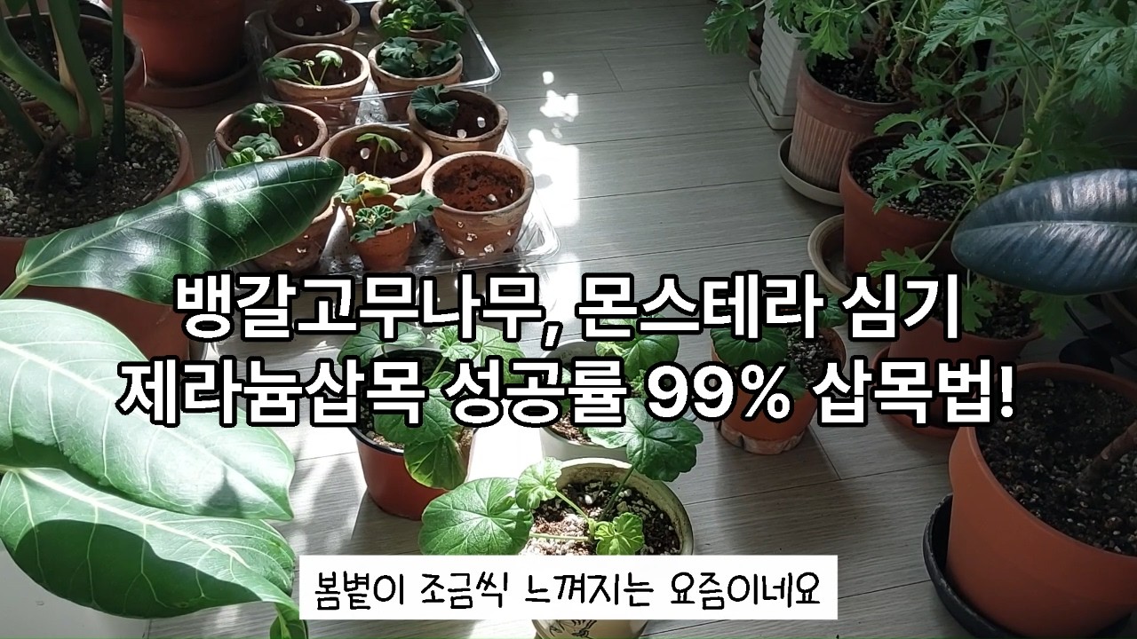 뱅갈고무나무, 몬스테라, 제라늄 옮겨심기 햇빛이 가득한 휴일