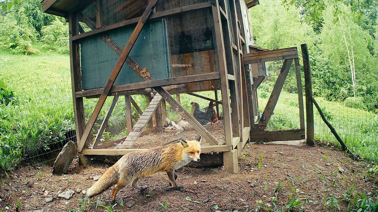 #210 New Life on the Homestead, but the Fox Keeps Coming Back