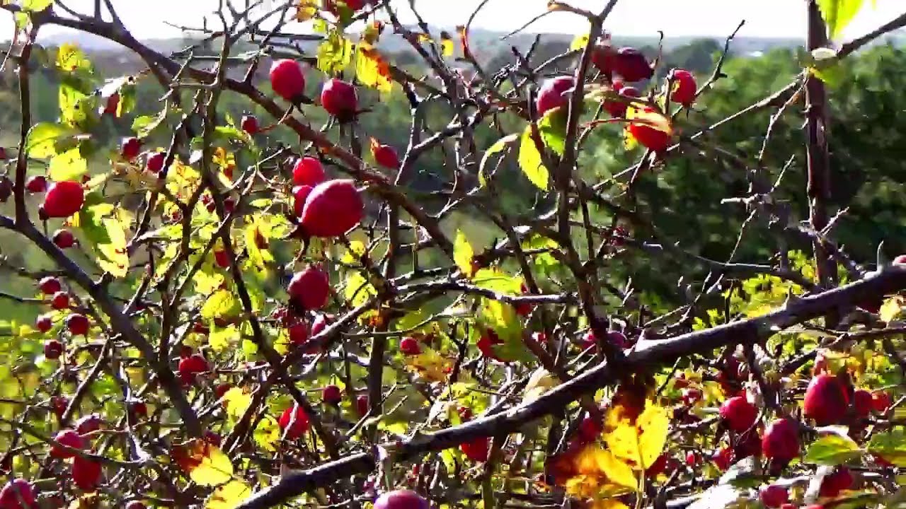 Sunderland : Picking Rosehips on Tunstall Hills. Ryhope. Hendon Beach.