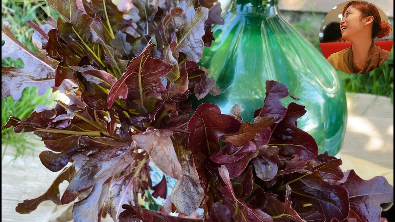 生菜从种子到收获｜如何种生菜｜一年四季种生菜，越吃越多怎么办？｜种生菜常犯的错误