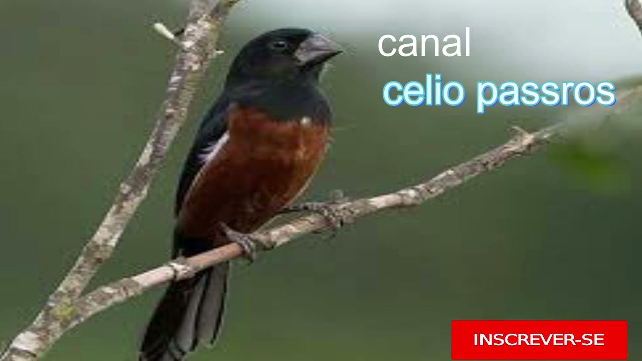 #canto de # curió do #pará canto# regional