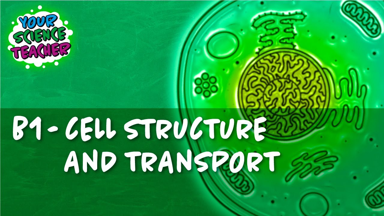 B1 - WHOLE TOPIC GCSE CELL STRUCTURE AND TRANSPORT