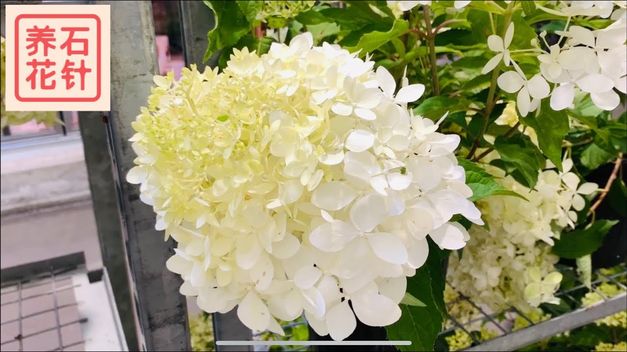 锥形绣球花上架 Hydrangea paniculata - 容易打理，容易开花，花期很长
