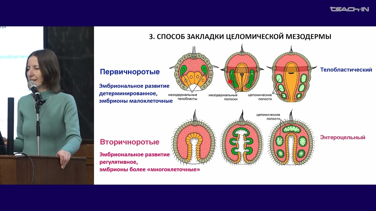 Богомолова Е.В. - Зоология беспозвоночных - 24. Надтип Deuterostomia (Вторичноротые)