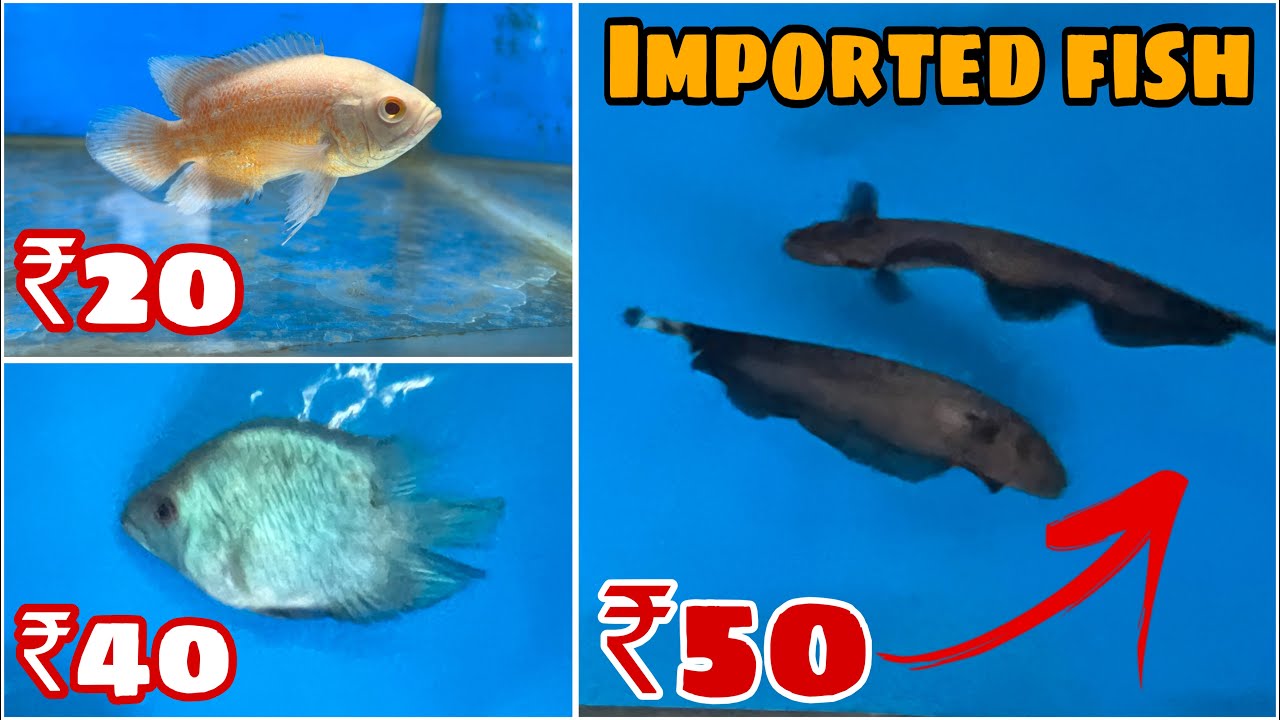 अच्छी और बढ़िया फिश कम पैसों में आपके फिश टैंक के लिए 😱|| Delhi cheapest pet shop|| @tigerpetshop54