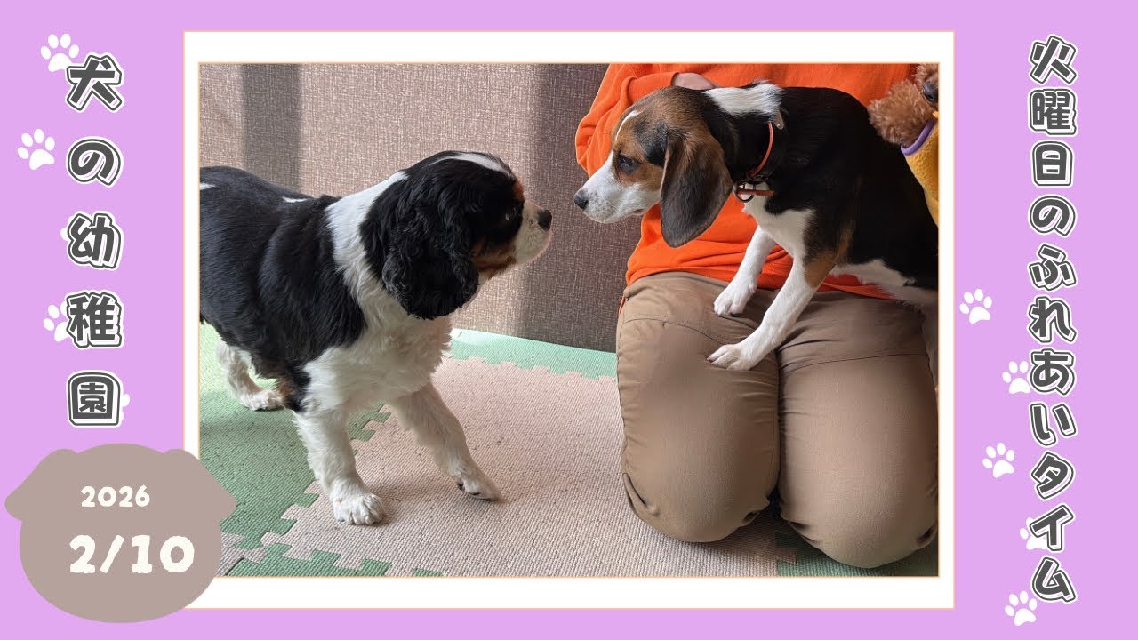 【犬の幼稚園】わんわんようちえん　火曜日のふれあいタイム