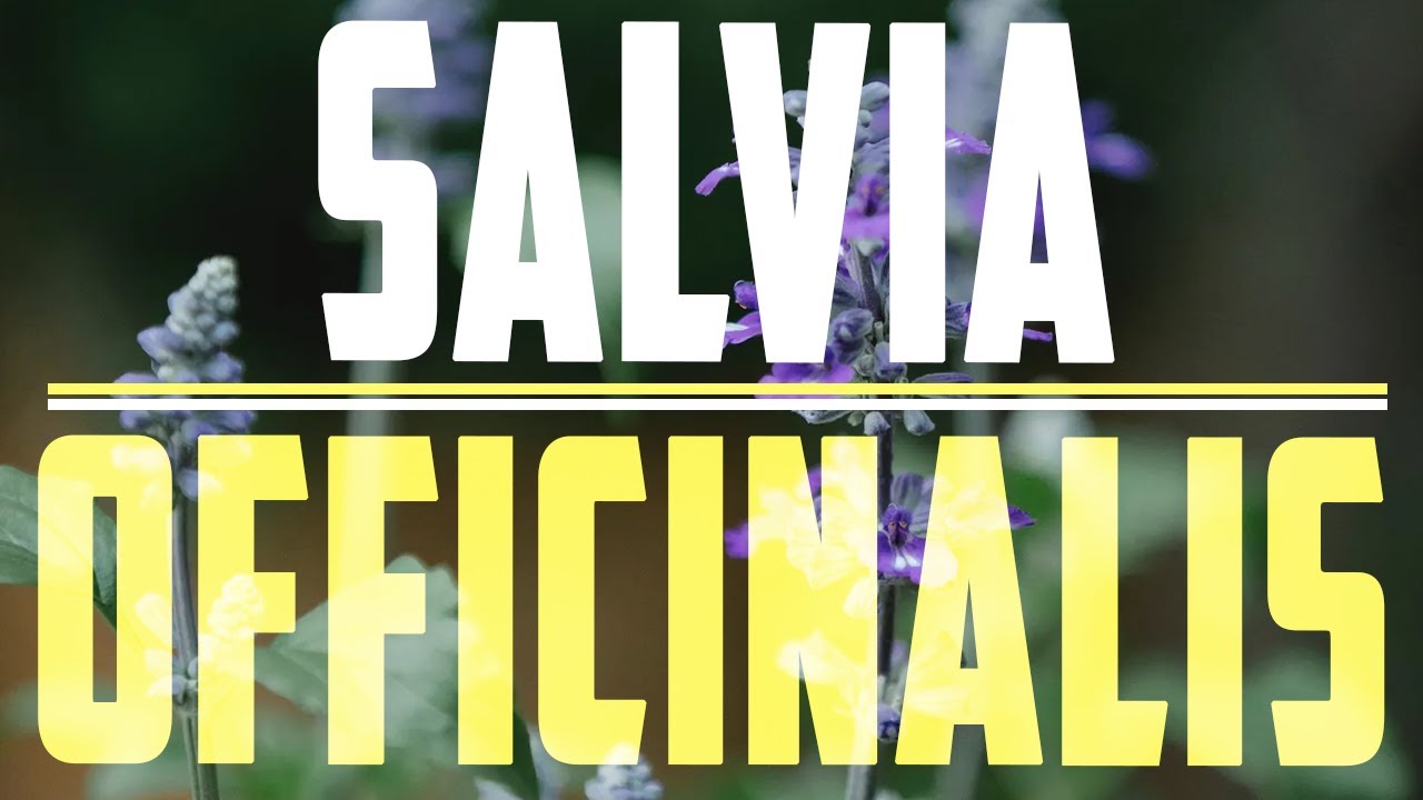 SAGE 🌿 🧬  CONTRAINDICACIONES Salvia officinalis 🌿 #plants  #video #nature SALVIA #benefits