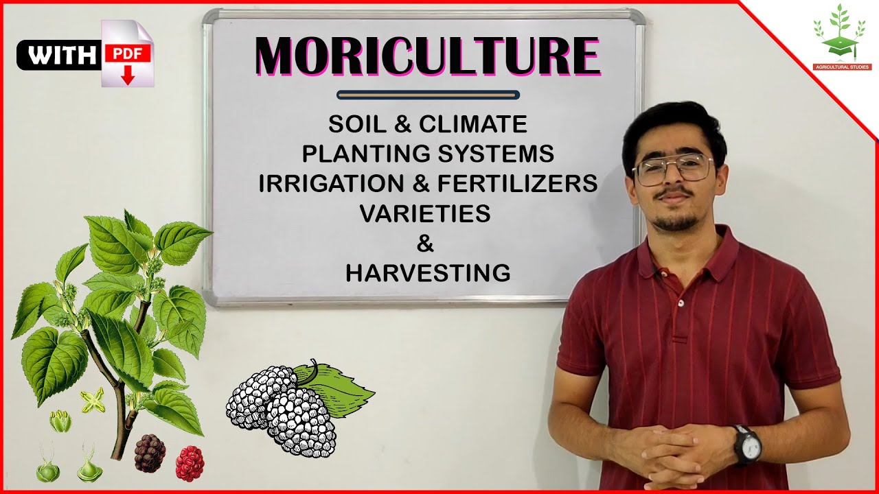 MORICULTURE - MULBERRY CULTIVATION & METHOD OF HARVESTING OF LEAVES ( SERICULTURE Part 2 )