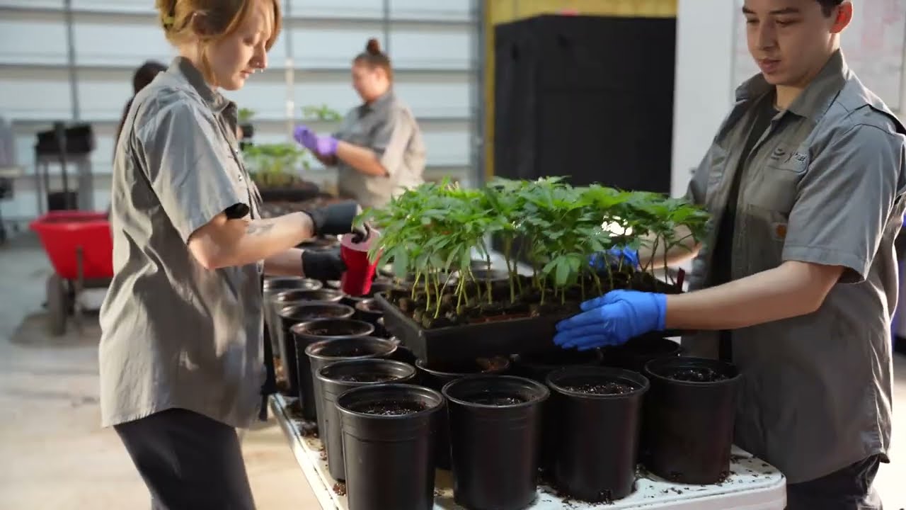 Farm to Patient