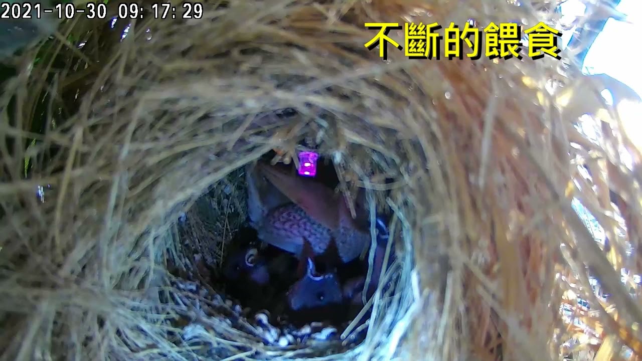 【記錄片】斑文鳥育雛記錄